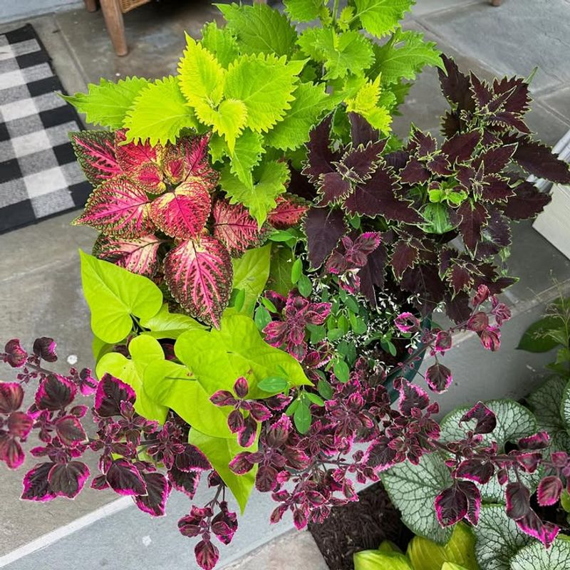 Coleus
