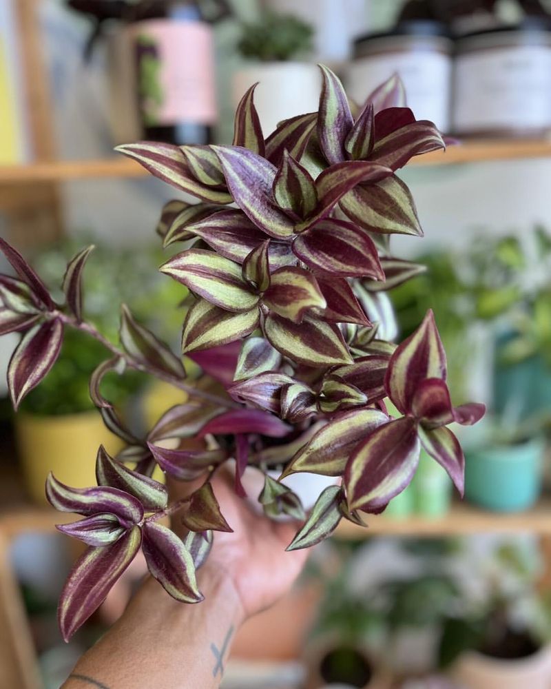 Tradescantia