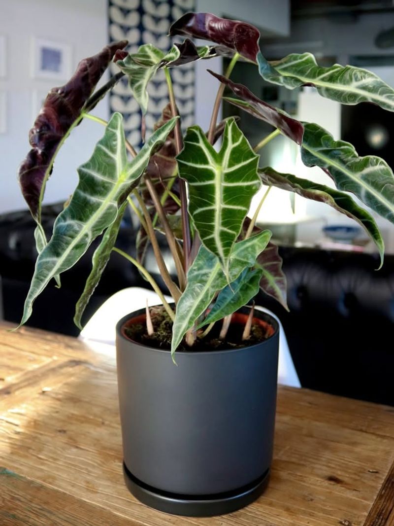 Alocasia Polly