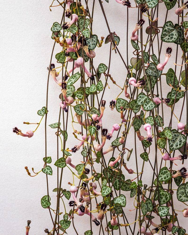 String Of Hearts (Ceropegia Woodii)