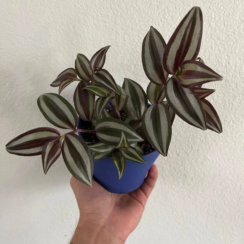 Tradescantia (Wandering Dude) For Fast Results