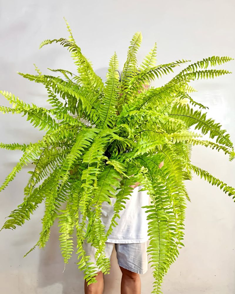 Boston Fern For Softening Harsh City Energy