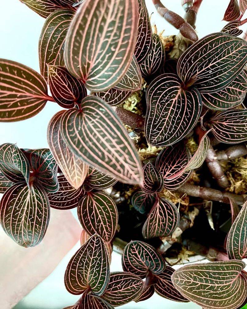 Jewel Orchid (Ludisia Discolor) For Low-Light Elegance