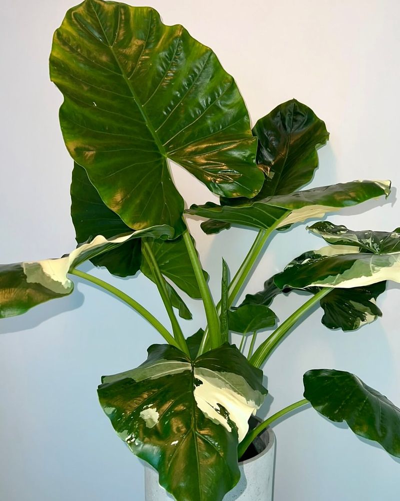 Variegated Alocasia Macrorrhiza