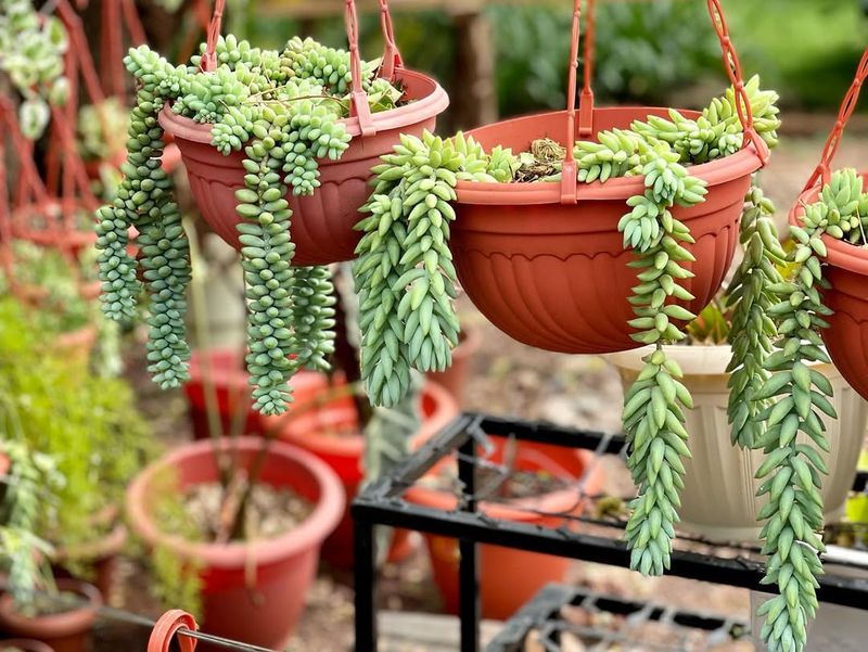 Burro's Tail