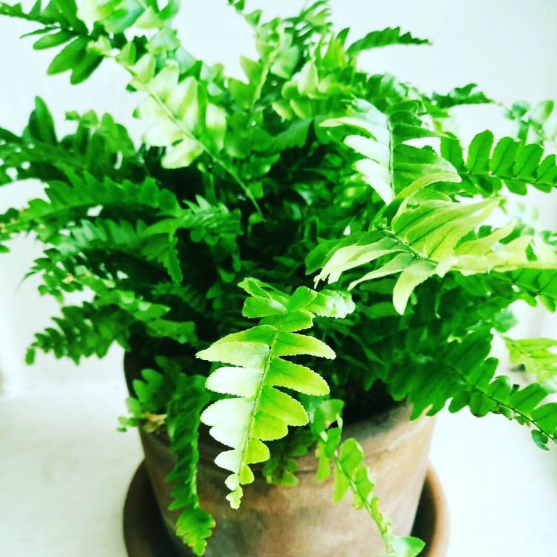 Boston Fern (Nephrolepis Exaltata)