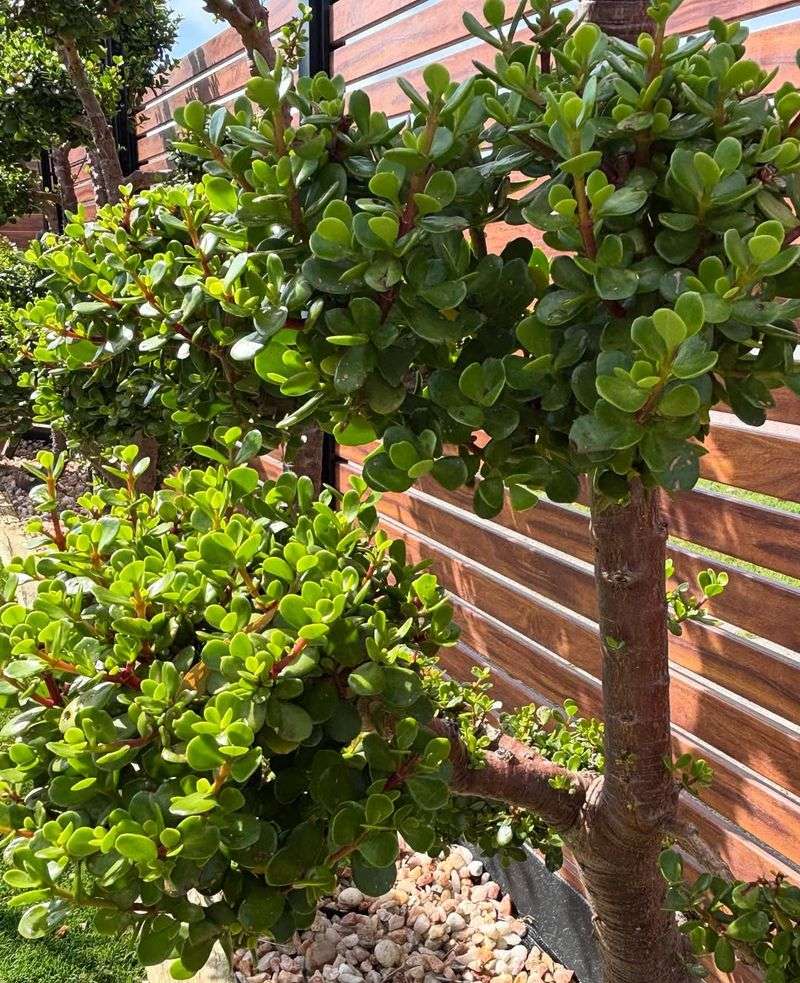 Jade Plant (Crassula Ovata)