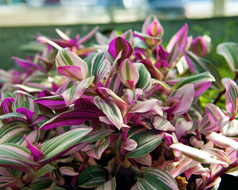 Tradescantia (Wandering Jew)