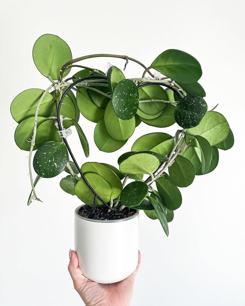 Hoya Obovata