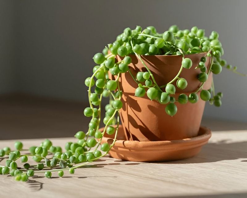 Senecio Rowleyanus