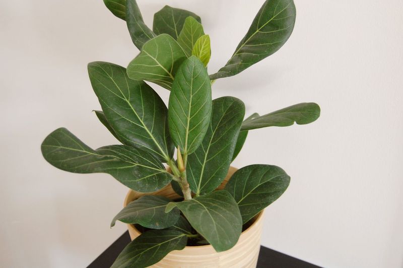 Mature Ficus Audrey