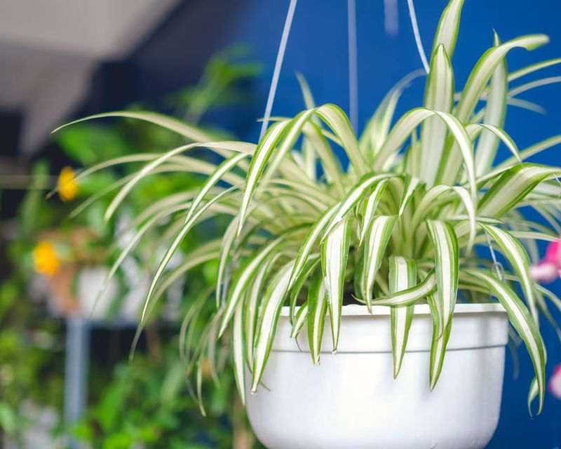 What Florida Pet Owners Should Choose Instead