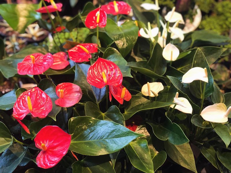 Anthurium