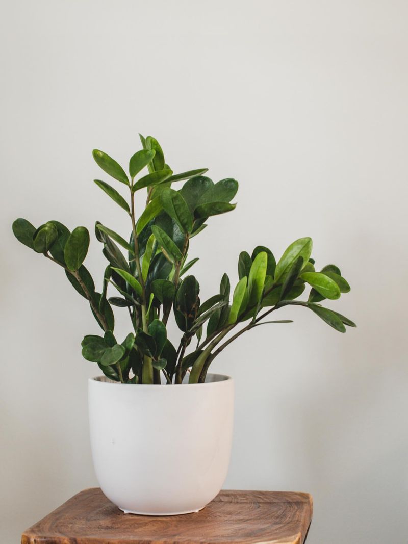 ZZ Plants That Are Toxic If Ingested