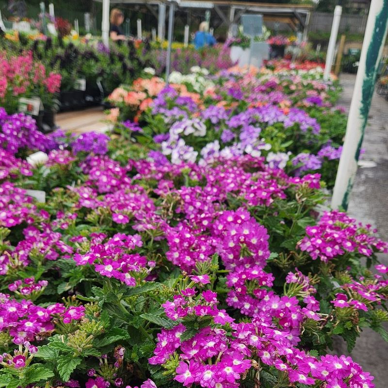 Verbena (Annual Varieties)