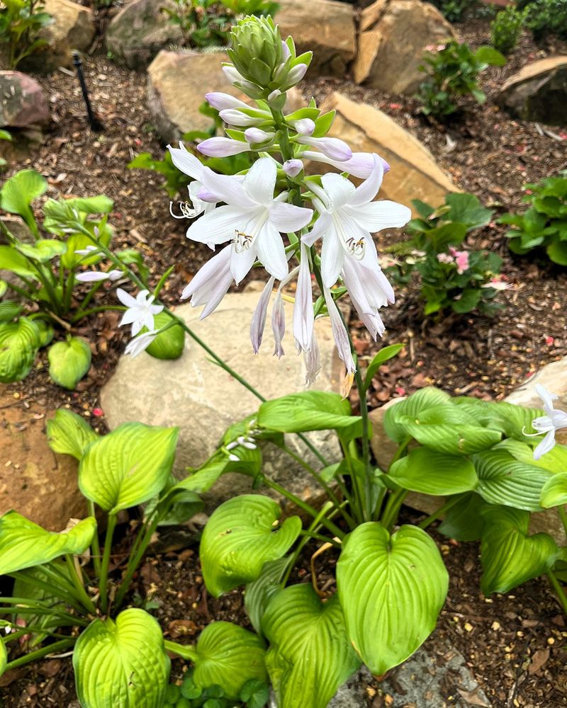 Hostas For Reliable Shade Gardens