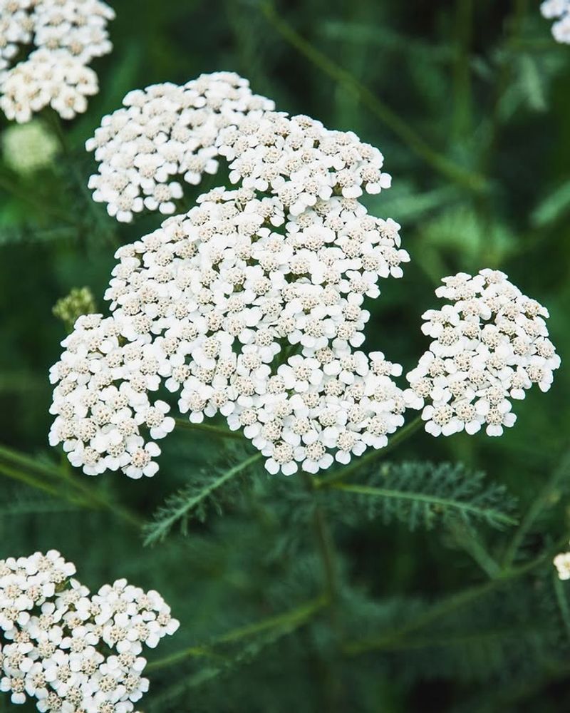 Yarrow (Achillea)