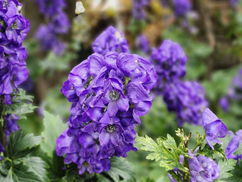 Monkshood (Aconitum)