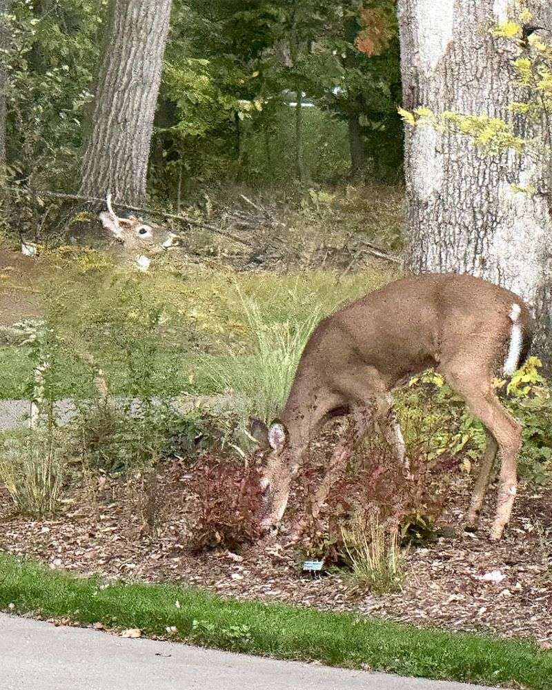 Habitat Management And Plant Choices