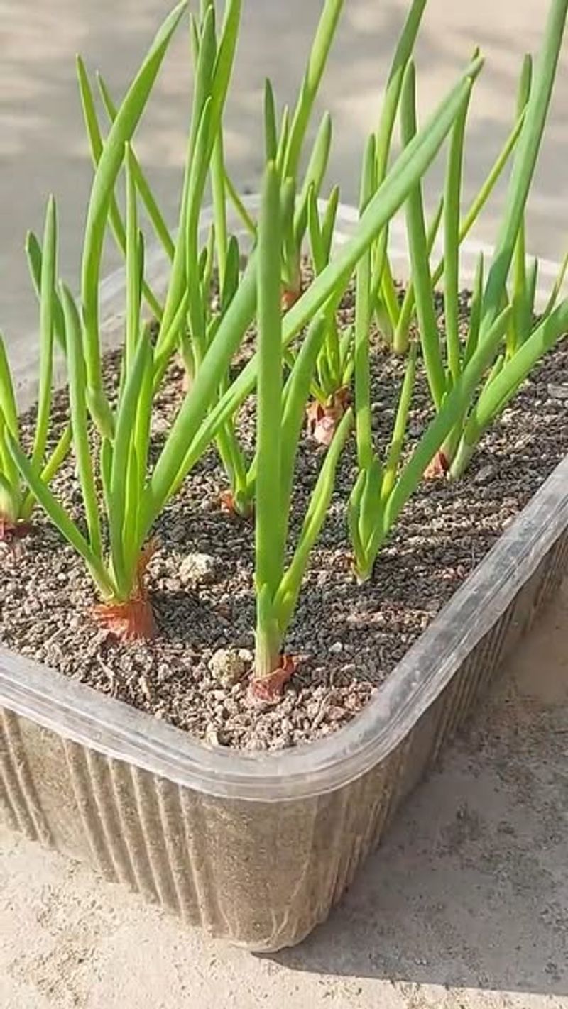 Decide Between Water-Growing Or Soil-Growing Methods