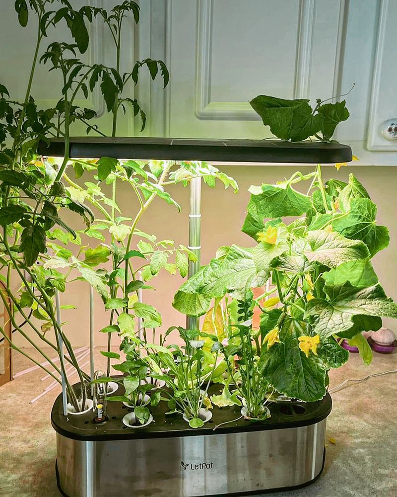 Provide Bright Light for Healthy Growth