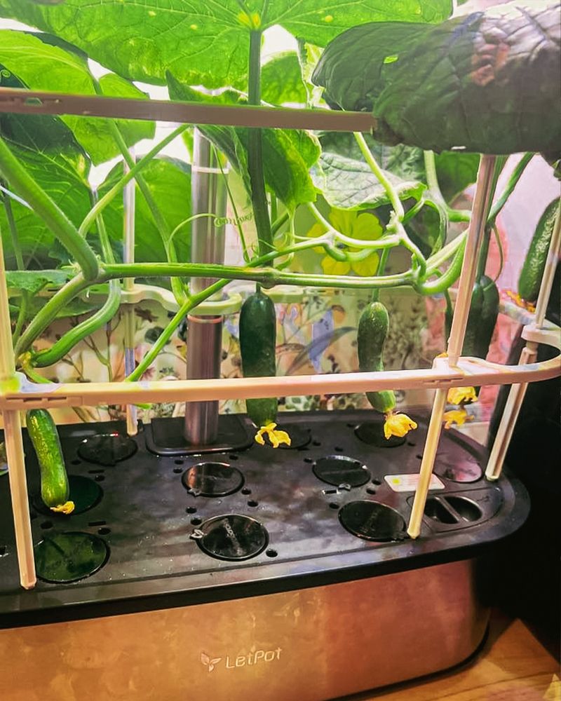 Provide Bright, Consistent Light For Healthy Growth