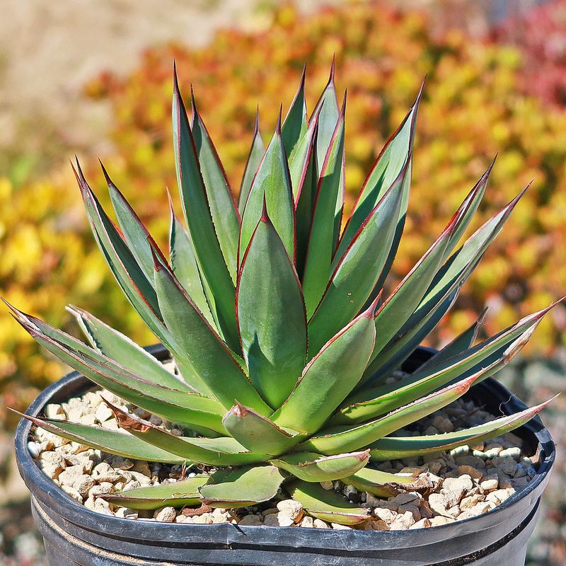 Give Agaves Full Sun With Some Afternoon Protection