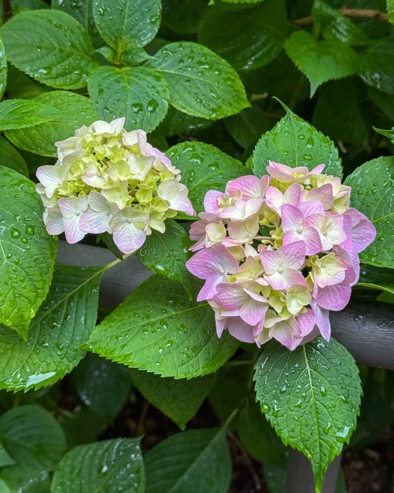 Avoid Harsh Afternoon Rays