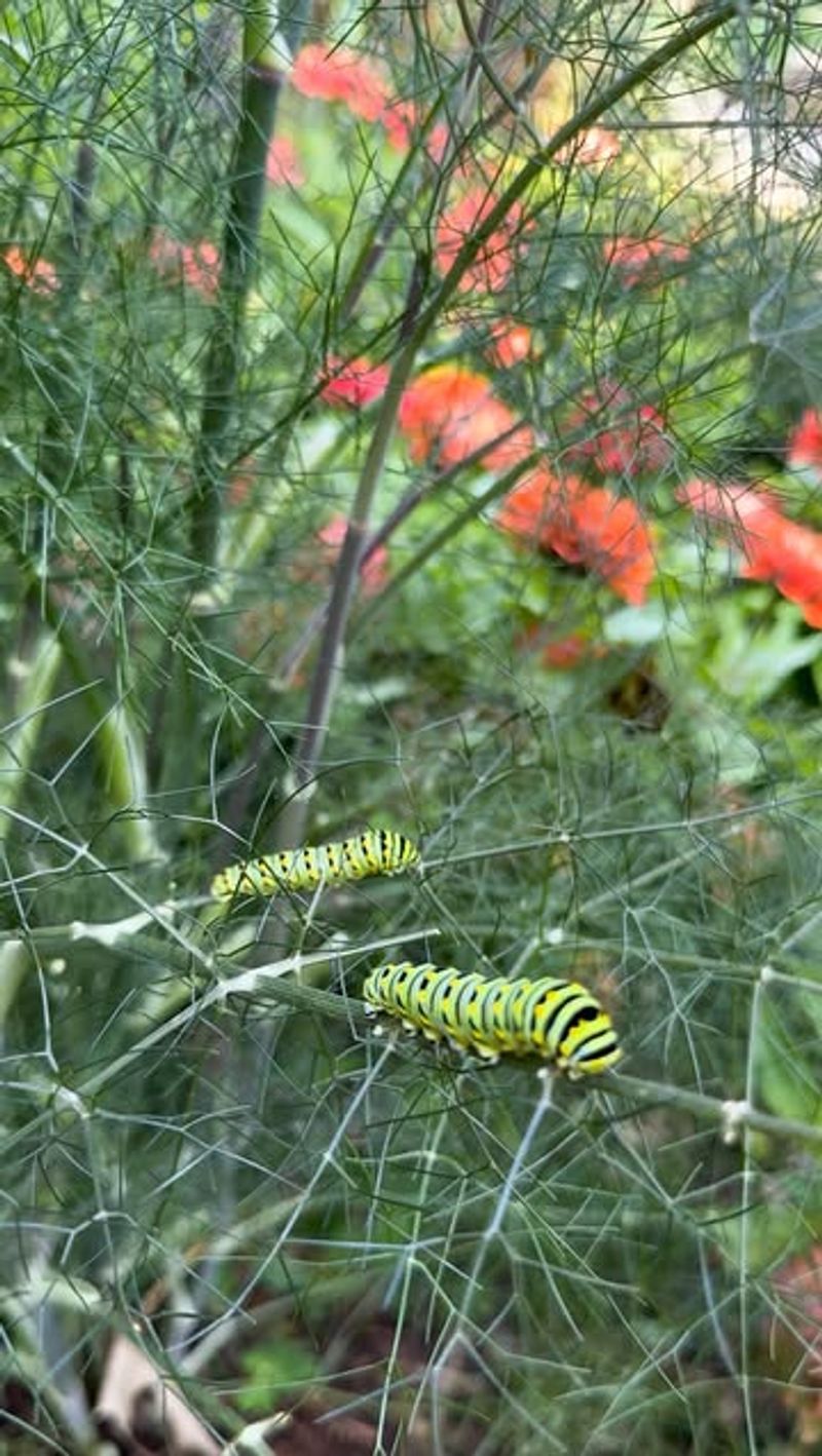 Crowded Beds Invite More Bugs