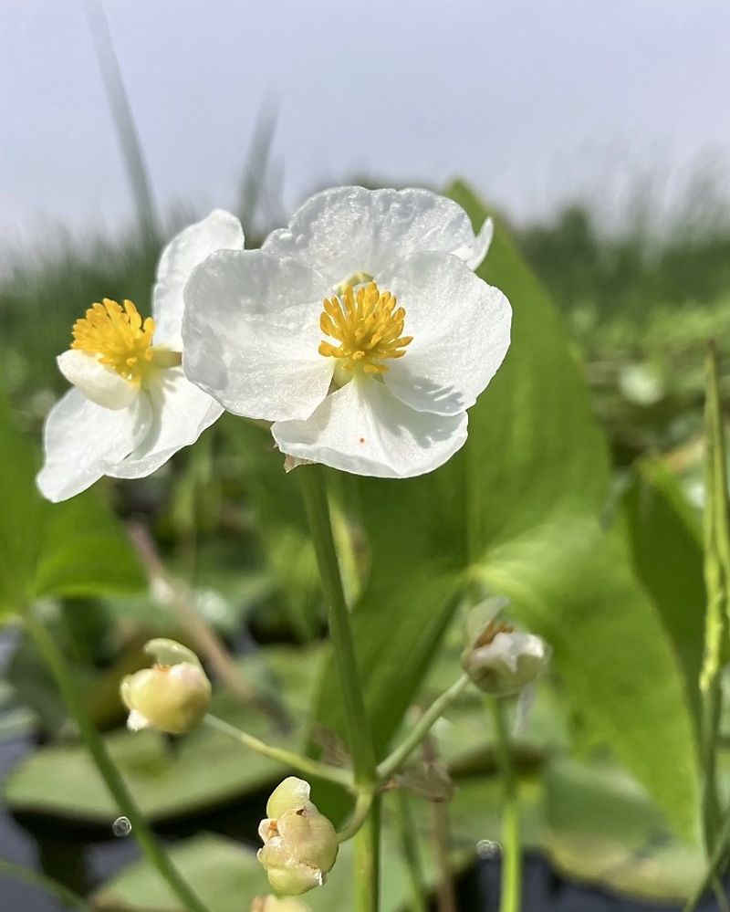 Duck Potato Fills Wet Spaces With Bold Foliage