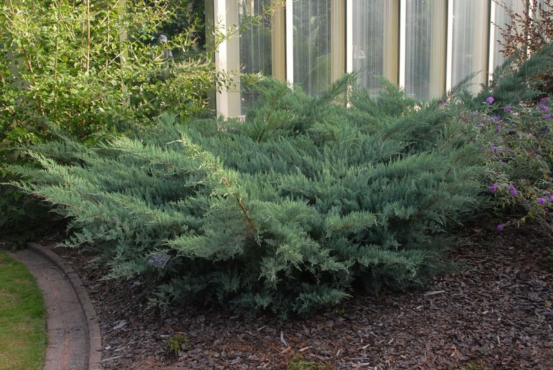 Juniper (Shrub Forms)