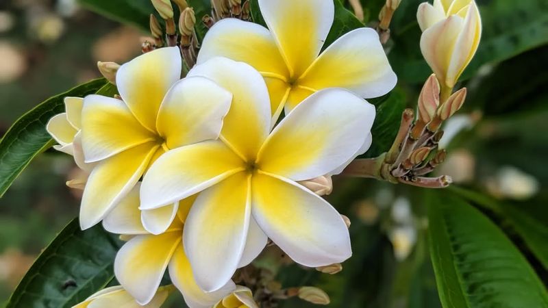 Plumeria (Frangipani)
