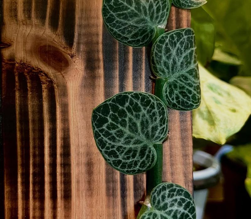 Rhaphidophora Cryptantha (Shingle Plant)