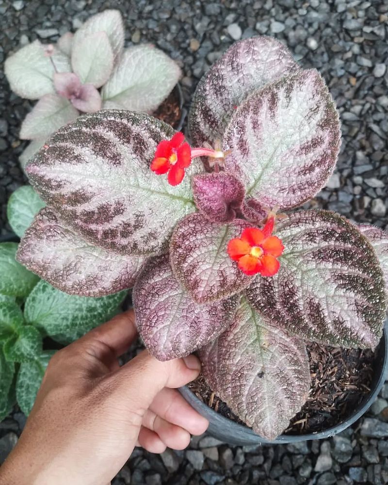 Episcia 'Chocolate Soldier'