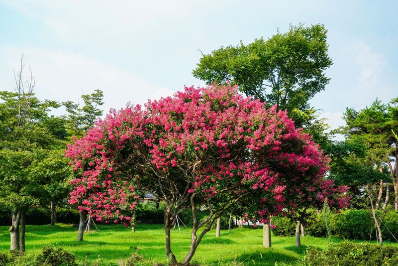 Crape Myrtle Lights Up Coastal Yards With Color