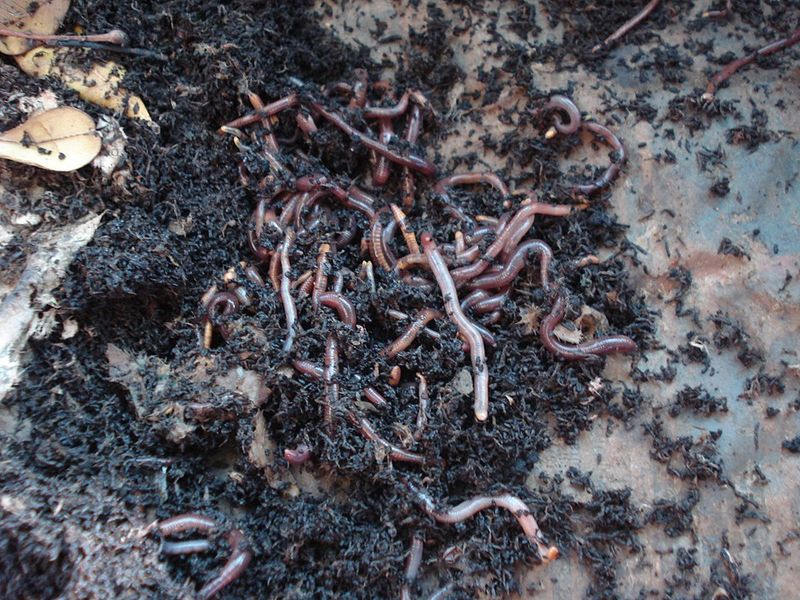 Worm Castings