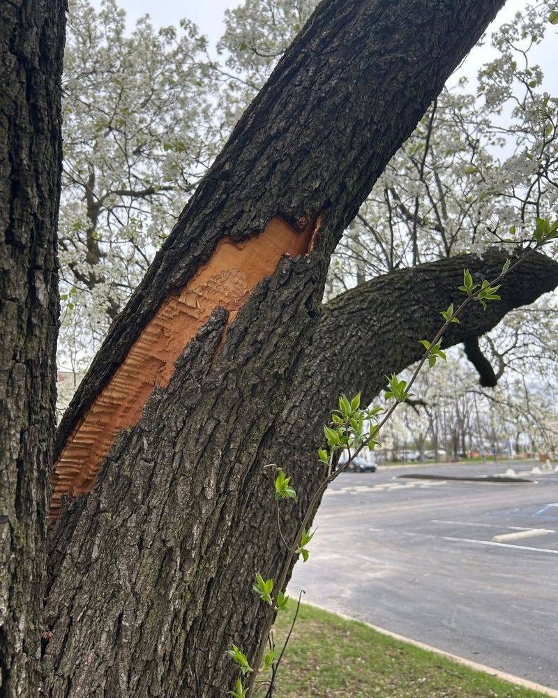 Bradford Pears With Weak Branching