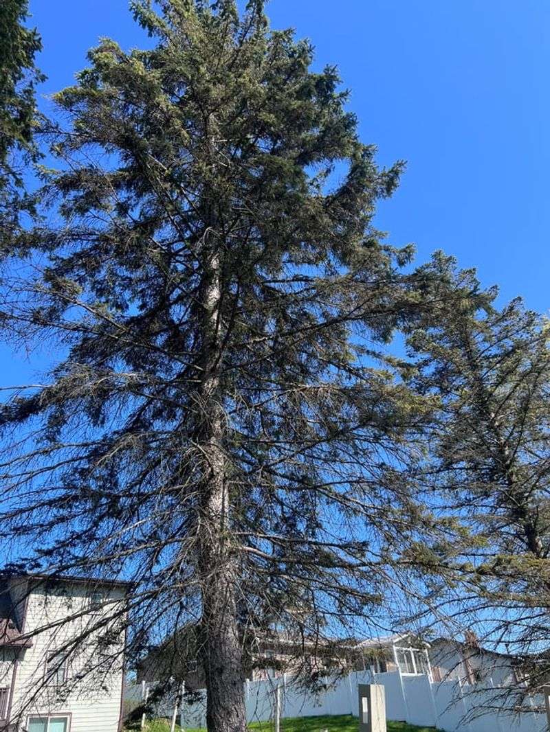 Age-Related Decline And Natural Lifespan