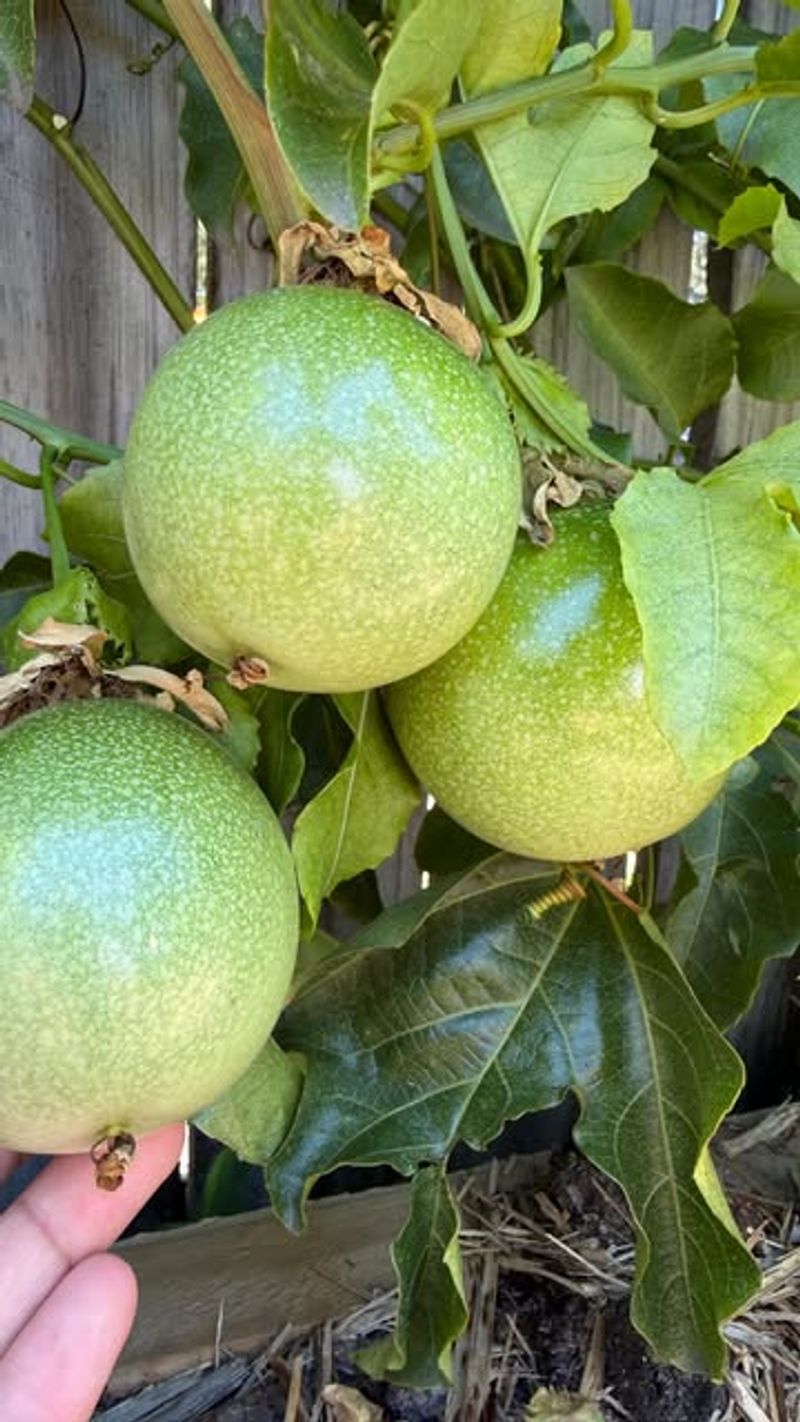 Passion Fruit