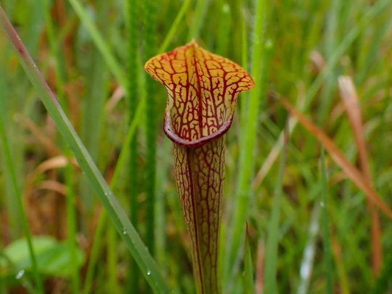 Mountain Sweet Pitcher Plant