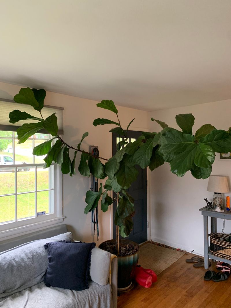 Fiddle Leaf Fig