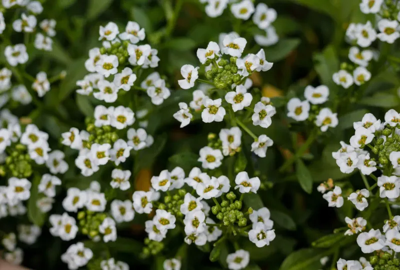 Sweet Alyssum