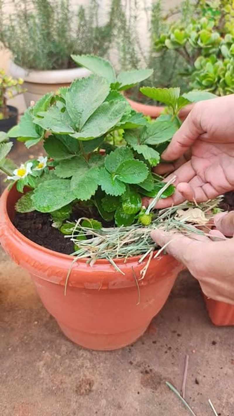 Water Consistently Without Letting Pots Stay Soggy
