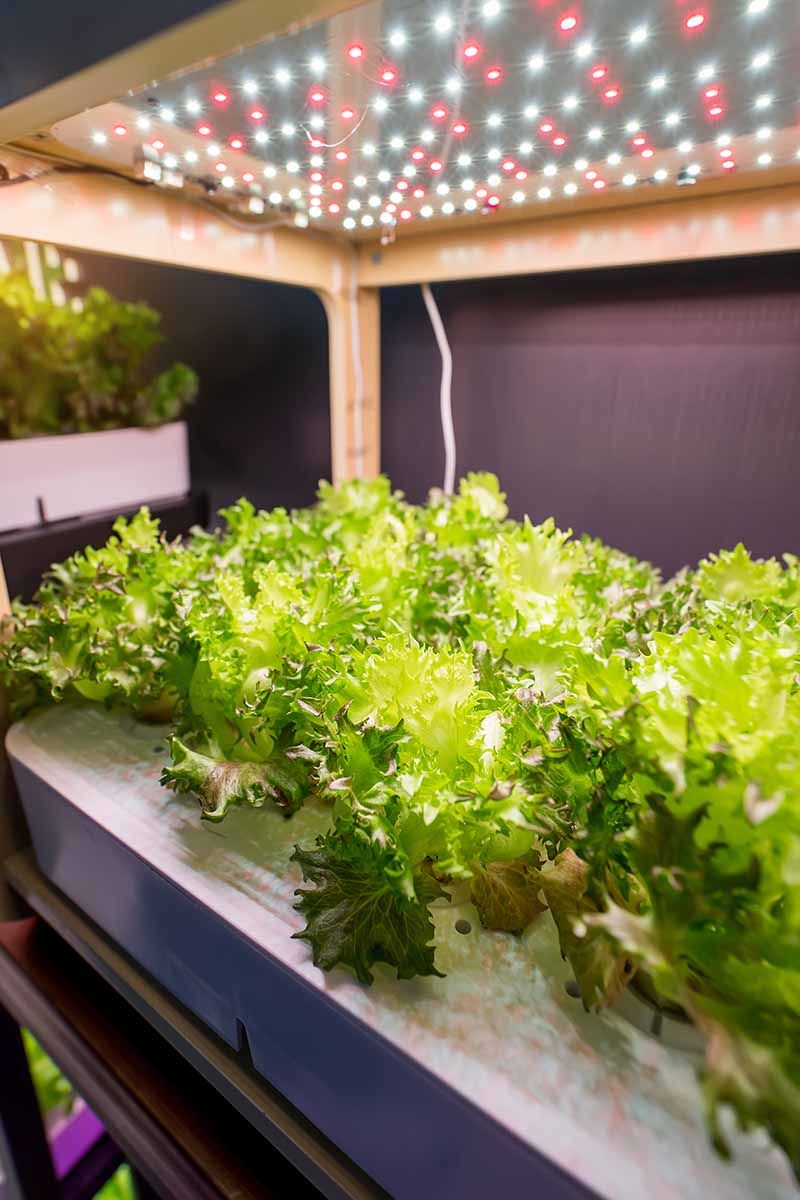 Use Grow Lights When Natural Light Isn't Enough