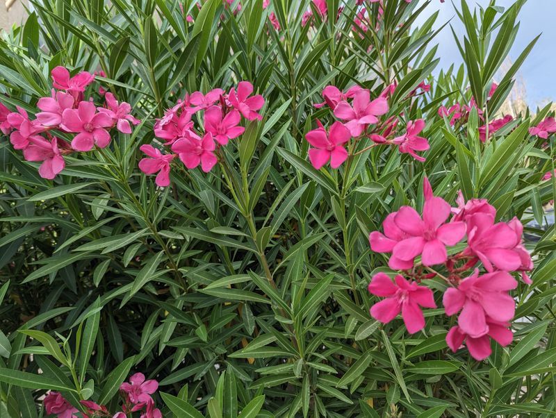 Avoid Pruning Right Before Frost Events