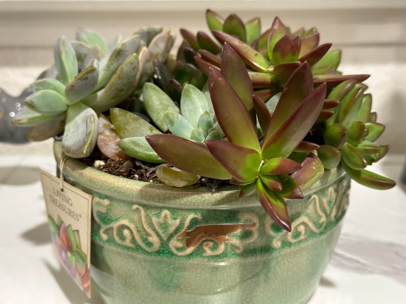 Watch The Leaves Instead Of The Calendar