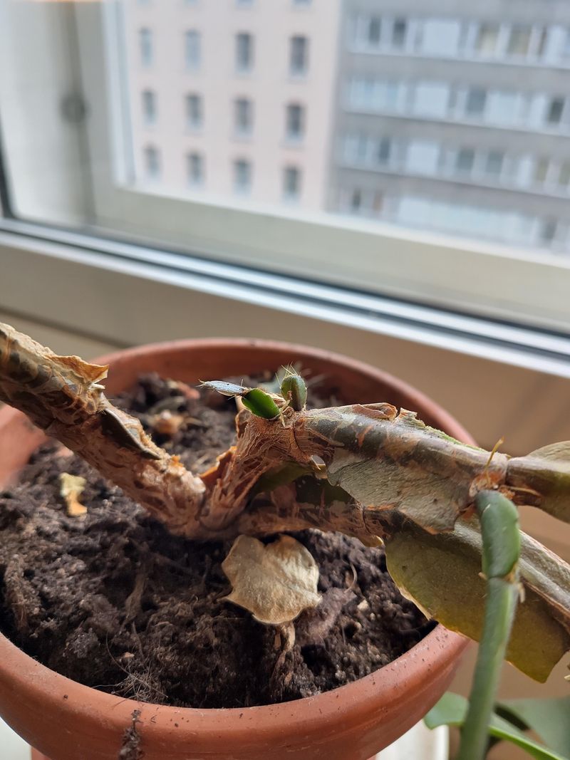 Neglect During Busy Holiday Schedules