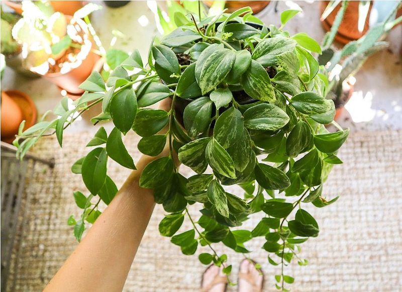 Transplanting Once Strong Roots Have Formed