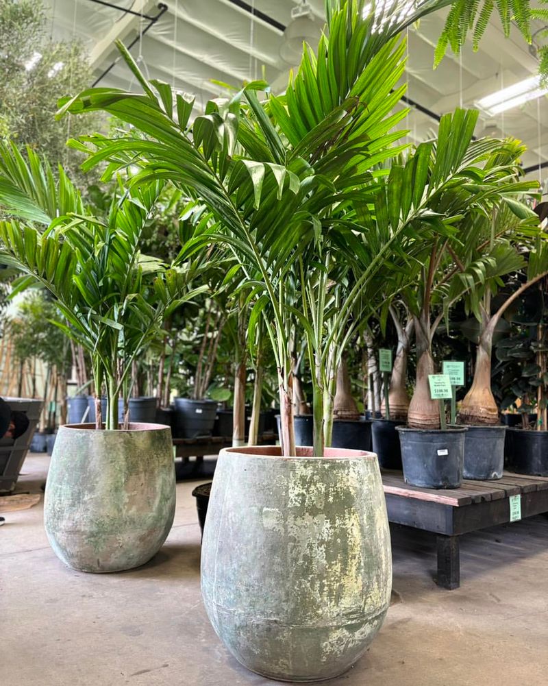 Watering Only When The Top Soil Dries