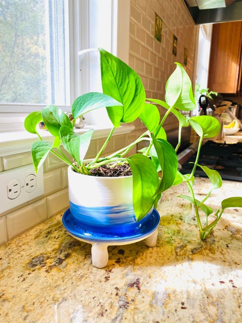 Using The Wrong Pot Size Or Poor Drainage